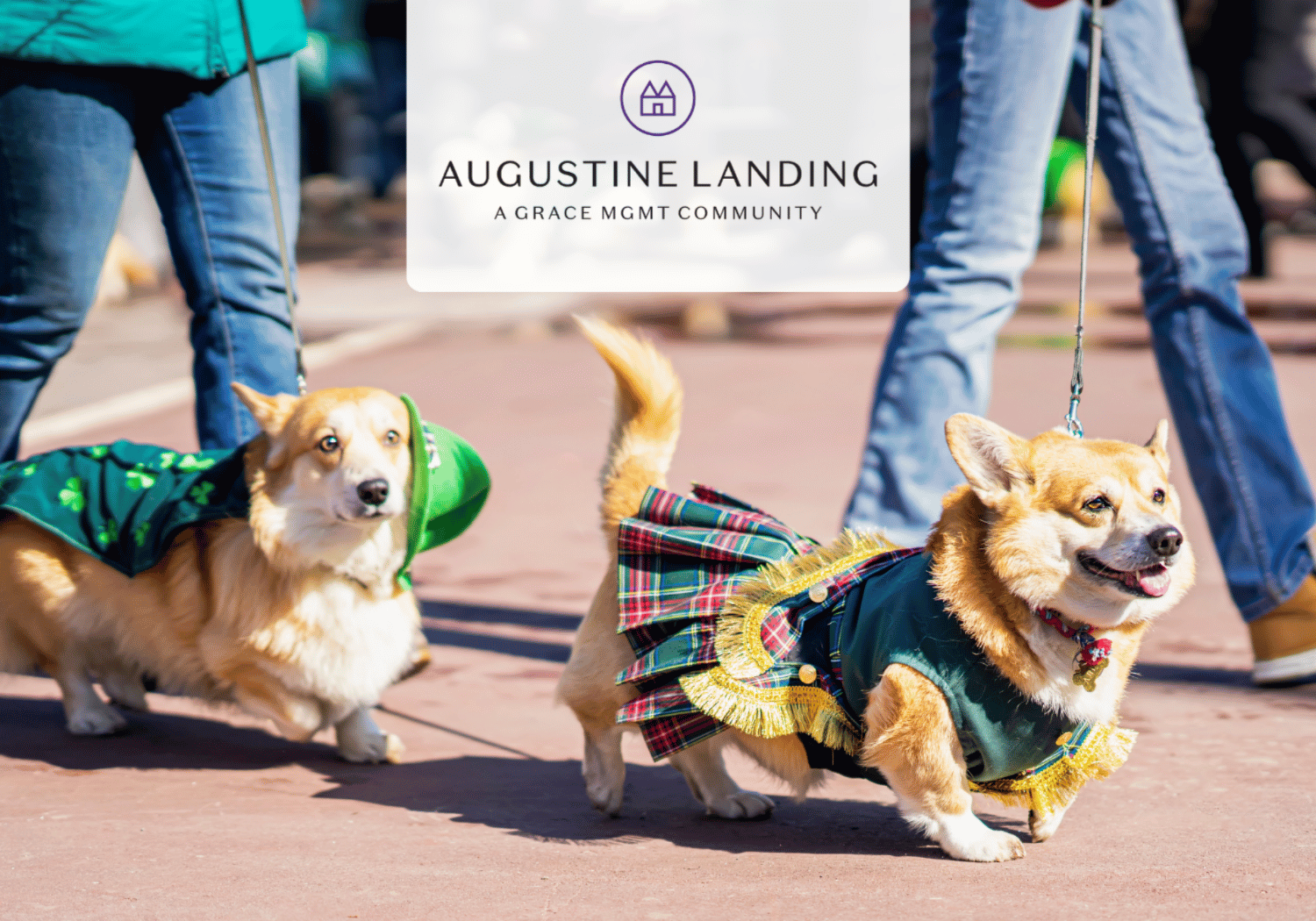 Two corgis in festive outfits being walked on a sidewalk by their owners; Augustine Landing logo centered in the image.